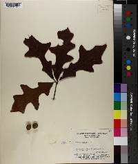 Quercus lyrata image