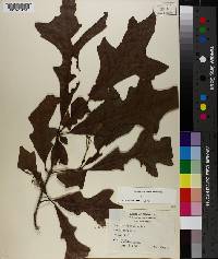 Quercus lyrata image