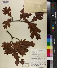 Quercus margarettiae image