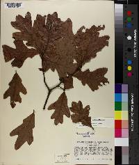 Quercus margarettiae image