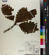 Quercus michauxii image