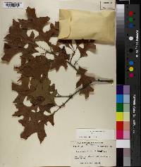 Quercus texana image