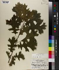 Quercus texana image