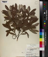 Quercus pumila image