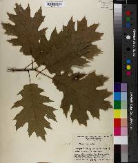 Quercus rubra image