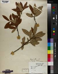 Quercus geminata image