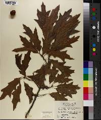 Quercus x mutabilis image