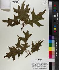 Quercus texana image