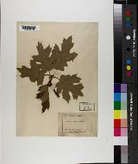 Quercus kelloggii image