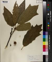 Quercus × runcinata image