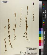 Gentiana gaspensis image
