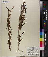 Gentiana victorinii image