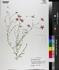 Sabatia campanulata image