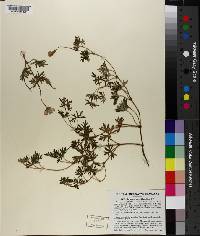 Geranium potentilloides image