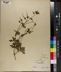 Media resource of Monsonia tenuifolia