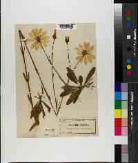 Sabatia chloroides image