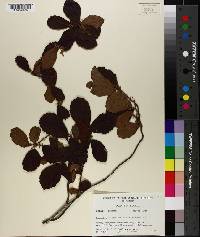 Hamamelis virginiana var. parvifolia image