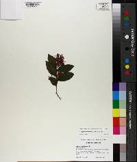 Loropetalum chinense image