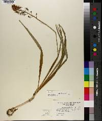 Camassia scilloides image