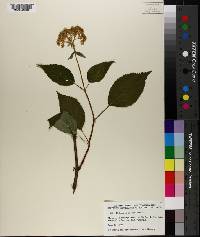 Hydrangea arborescens image