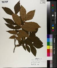 Carya myristiciformis image