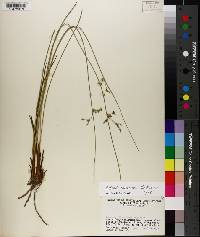 Juncus coriaceus image