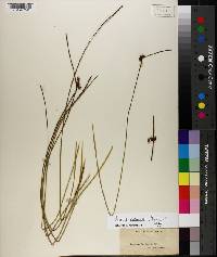 Juncus coriaceus image