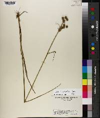 Juncus scirpoides image