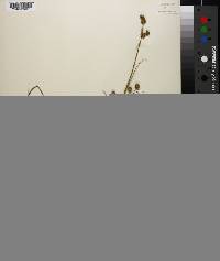 Juncus scirpoides image