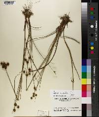 Juncus scirpoides image