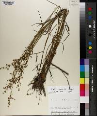 Juncus acuminatus image