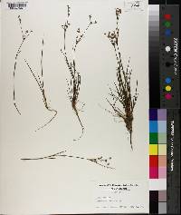 Juncus debilis image