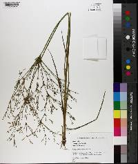 Juncus diffusissimus image