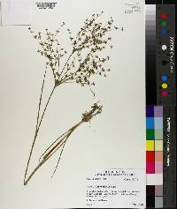 Juncus diffusissimus image