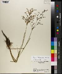 Juncus diffusissimus image