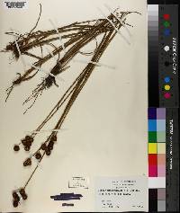 Juncus megacephalus image