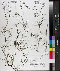 Juncus repens image