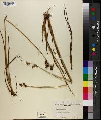 Juncus scirpoides image