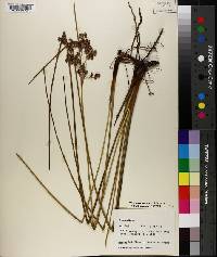 Juncus roemerianus image