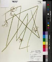 Juncus coriaceus image