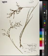 Juncus diffusissimus image