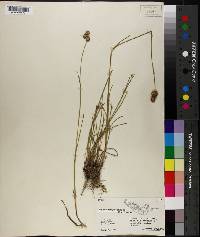 Juncus megacephalus image