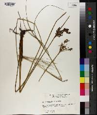 Juncus roemerianus image