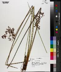 Juncus roemerianus image