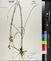 Juncus scirpoides image