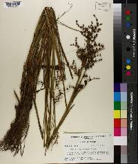 Juncus trigonocarpus image