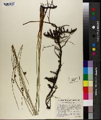 Juncus balticus subsp. littoralis image