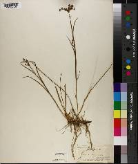 Juncus subcaudatus image