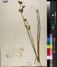 Juncus canadensis var. longicaudatus image