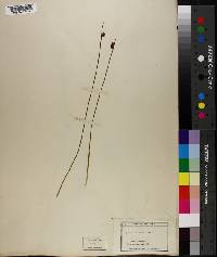 Juncus drummondii image